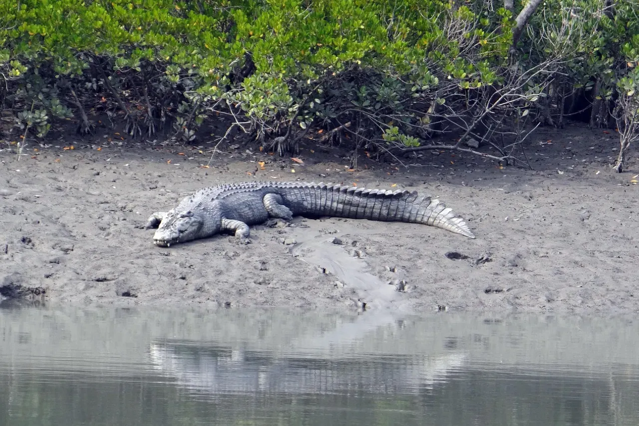 সুন্দরবনের বিরল এবং বিপন্ন প্রজাতি: আপনার যা জানা দরকার