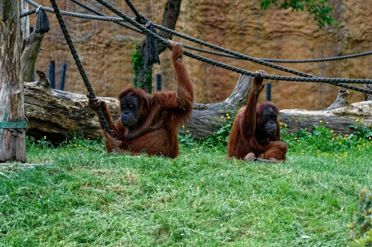বন্যপ্রাণীর বিস্ময় অন্বেষণ: সুন্দরবনের অনন্য প্রাণী প্রদর্শনীর একটি নির্দেশিকা
